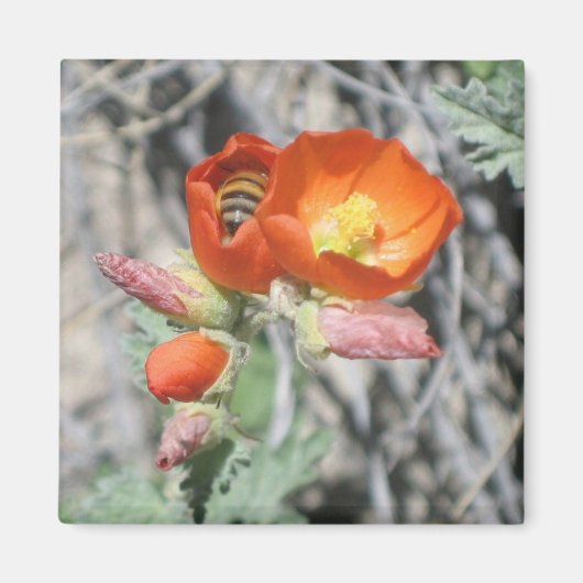 Mijn kleine honingbijen magneet (Voorkant)