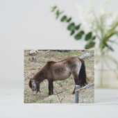 Mijn kleine Pony Briefkaart (Staand voorkant)