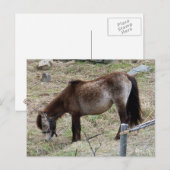 Mijn kleine Pony Briefkaart (Voorkant / Achterkant)