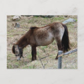 Mijn kleine Pony Briefkaart (Voorkant)