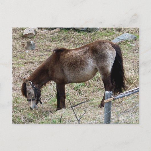Mijn kleine Pony Briefkaart (Voorkant)