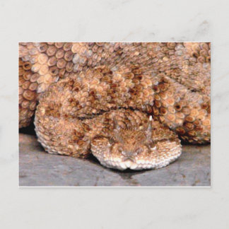 Mijn kleine Viper Briefkaart