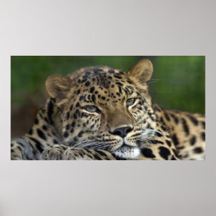 Mijn laatste dagen op aarde... poster