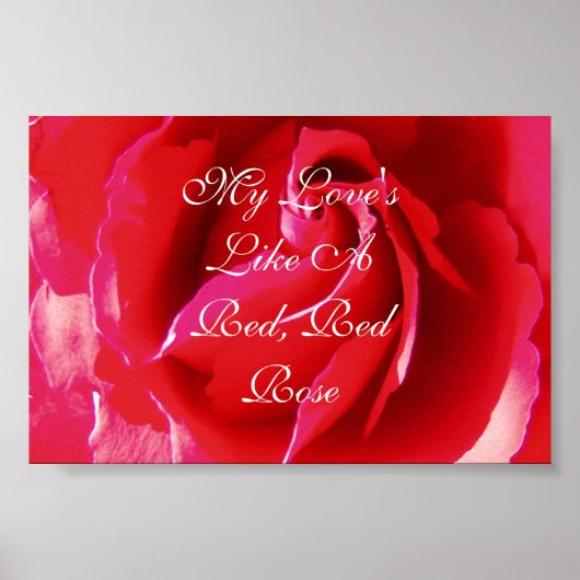 Mijn liefde is als een Rode Rood Rose. Poster (Voorkant)