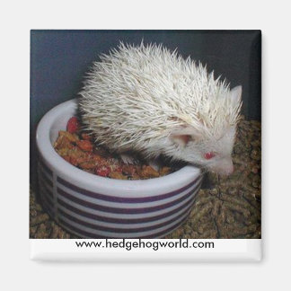 MIJN magneet! Magneet