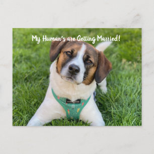 Mijn Mensen Gaan Trouwen Hond Foto Save The Aankondigingskaart