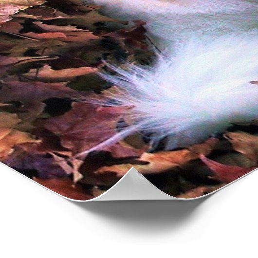 Mijn Mini American Eskimo Poster (Hoek)