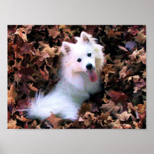 Mijn Mini American Eskimo Poster
