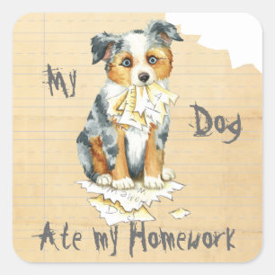 Mijn Mini American Shepherd Ate Mijn thuiswerk Vierkante Sticker