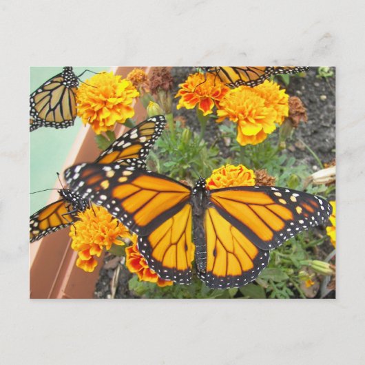 Mijn Monarch Butterflies-briefkaart Briefkaart (Voorkant)