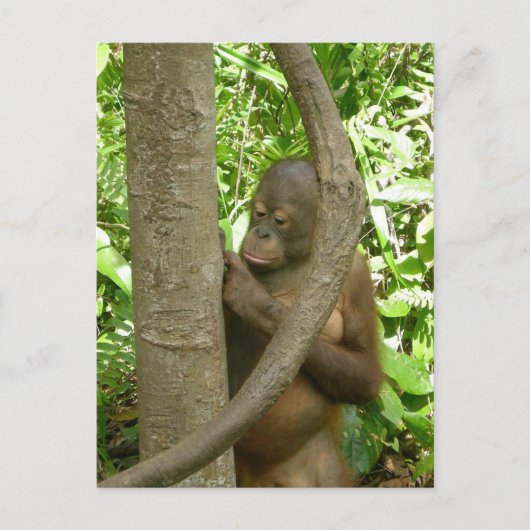 Mijn naam dragen in een boom briefkaart (Voorkant)