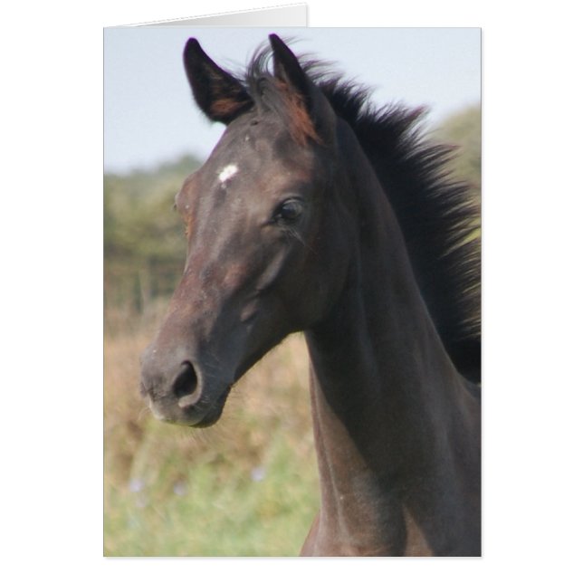 Mijn nieuwe Pony (Voorkant)