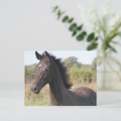 Mijn nieuwe Pony Briefkaart (Staand voorkant)