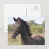 Mijn nieuwe Pony Briefkaart (Voorkant / Achterkant)