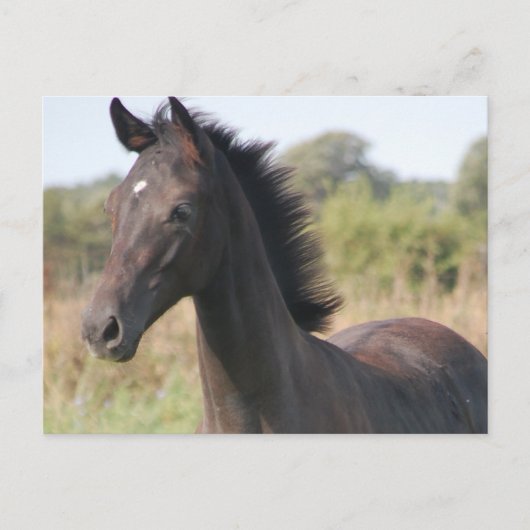 Mijn nieuwe Pony Briefkaart (Voorkant)