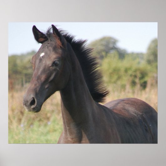 Mijn nieuwe Pony Poster (Voorkant)