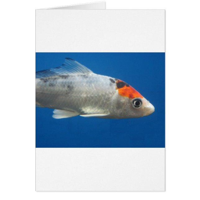 Mijn Pet Koi Fish (Voorkant)