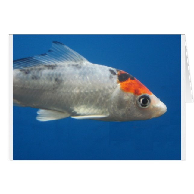 Mijn Pet Koi Fish (Voorkant Horizontaal)