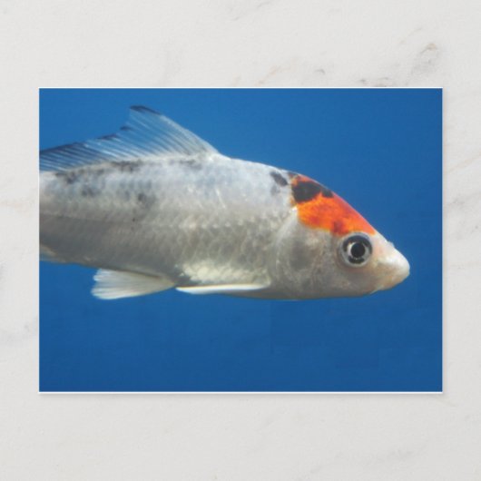 Mijn Pet Koi Fish Briefkaart (Voorkant)