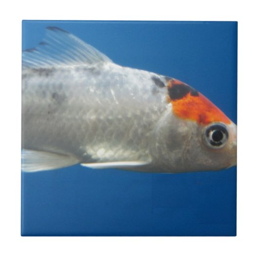 Mijn Pet Koi Fish Tegeltje (Voorkant)