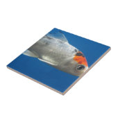 Mijn Pet Koi Fish Tegeltje (Zijkant)