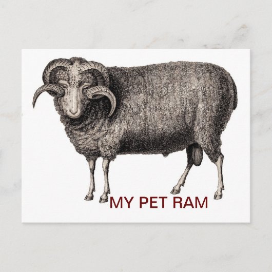 MIJN PET RAM BRIEFKAART (Voorkant)