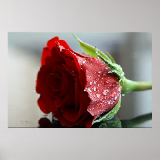 Mijn Roos van Birthday. Poster