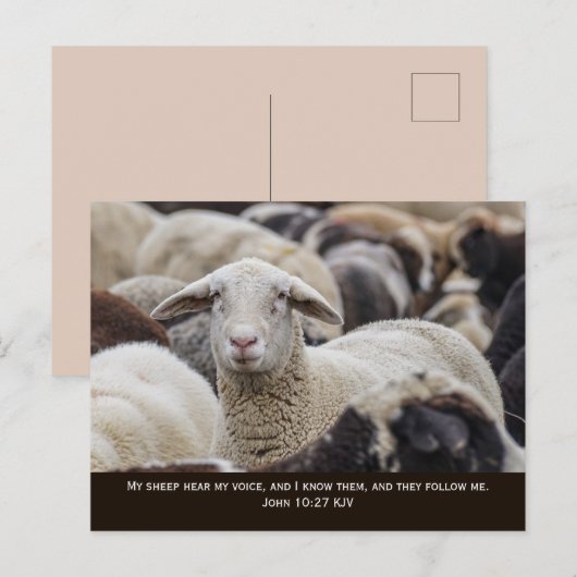 Mijn schaap hoort mijn stem, Johannes 10:27, Briefkaart (Voorkant / Achterkant)