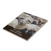 Mijn schaap hoort mijn stem, scripts, schapen in b tegeltje (Zijkant)
