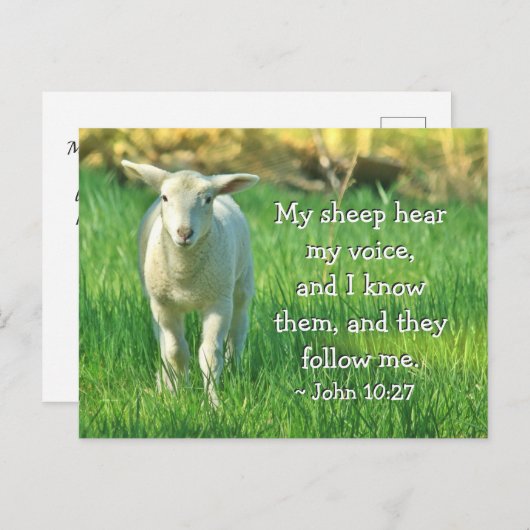 Mijn schapen horen mijn stem, Johannes 10:27 Bijbe Briefkaart (Voorkant / Achterkant)