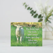 Mijn schapen horen mijn stem, Johannes 10:27 Bijbe Briefkaart (Staand voorkant)