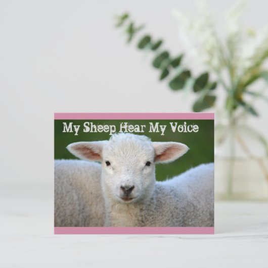 Mijn schapen horen mijn stem, Johannes 10:27 Bijbe Briefkaart (Staand voorkant)