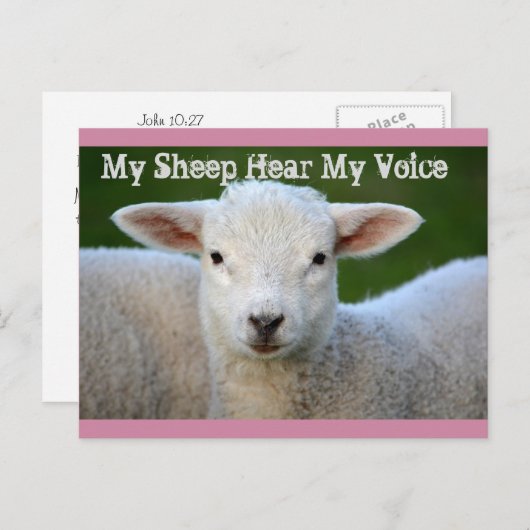 Mijn schapen horen mijn stem, Johannes 10:27 Bijbe Briefkaart (Voorkant / Achterkant)