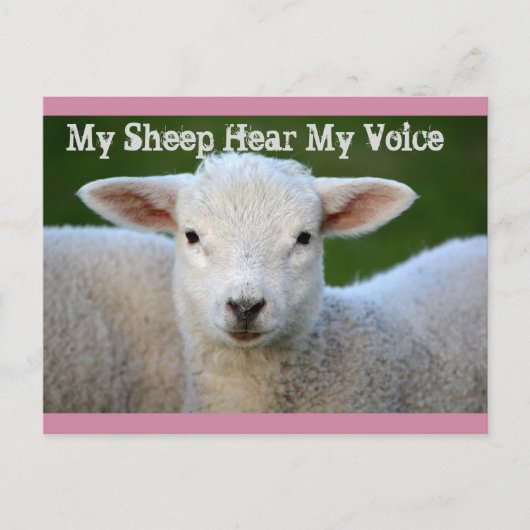 Mijn schapen horen mijn stem, Johannes 10:27 Bijbe Briefkaart (Voorkant)