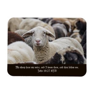 Mijn schapen horen mijn stem, Schrift, Schapen in  Magneet