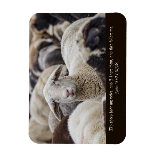 Mijn schapen horen mijn stem, Schrift, Schapen in Magneet (Verticaal)