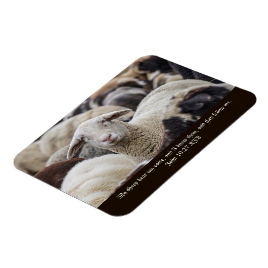 Mijn schapen horen mijn stem, Schrift, Schapen in Magneet (Linkerzijde)