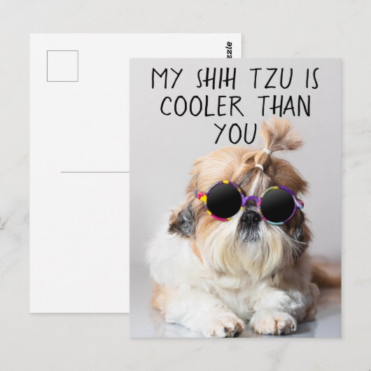 Mijn Shih Tzu Is Koeler Dan Jouw Zonnebril Foto Briefkaart (Voorkant / Achterkant)