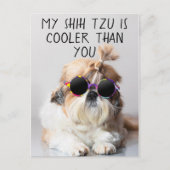 Mijn Shih Tzu Is Koeler Dan Jouw Zonnebril Foto Briefkaart (Voorkant)