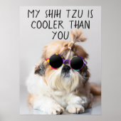 Mijn Shih Tzu is koeler dan jouw zonnebril foto Poster (Voorkant)