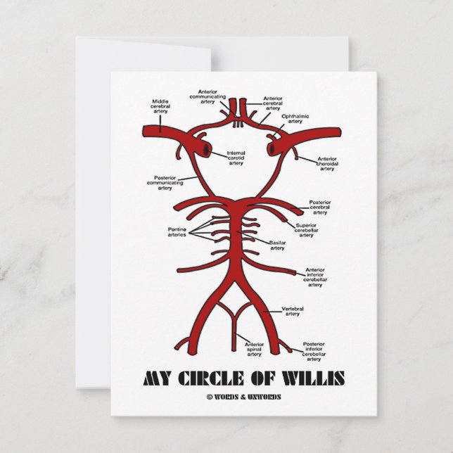 Mijn spiraal van Willis (Arteria anatomical Humor) (Voorkant)