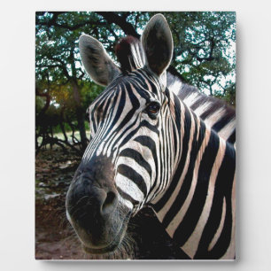 Mijn Strippy Friend Fotoplaat