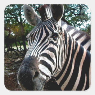 Mijn Strippy Friend Vierkante Sticker