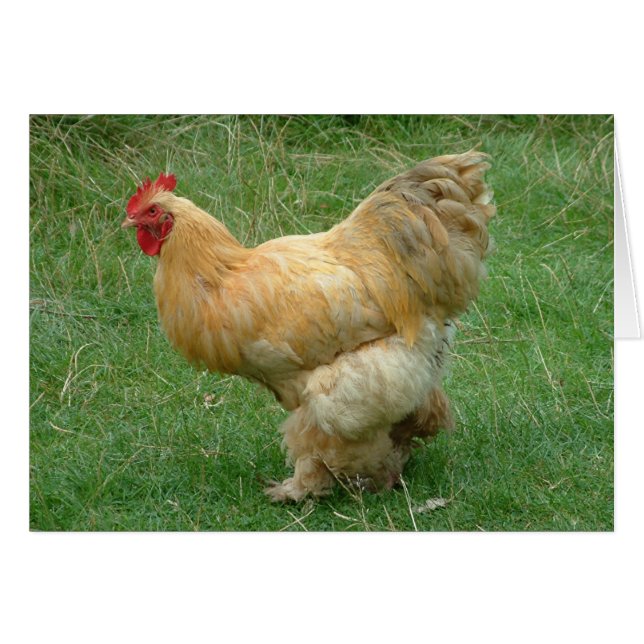 Mijn stuifje stoppen (Voorkant Horizontaal)