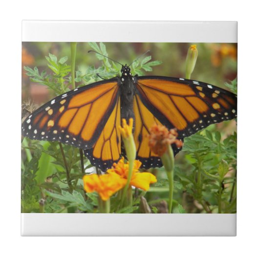 Mijn tegel van de Monarch Butterfly Tegeltje (Voorkant)