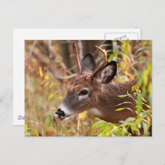 Mijn tong, opgelet! briefkaart (Voorkant / Achterkant)