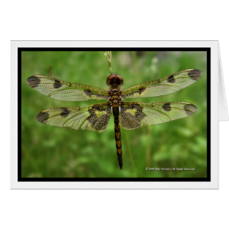 "Mijn vleugels" - Dragonfly