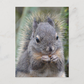 Mijn Vriend Fuzzy Briefkaart