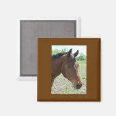 Mijn vriend, het paard magneet (Voorkant / Achterkant)