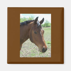 Mijn vriend, het paard magneet